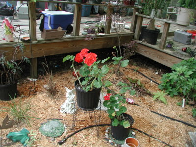 flowers 6-2007 005.JPG