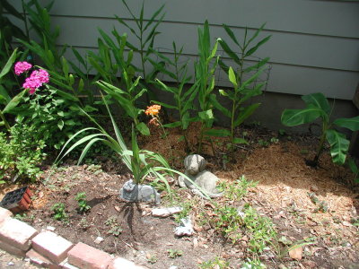 flowers 6-2007 006.JPG