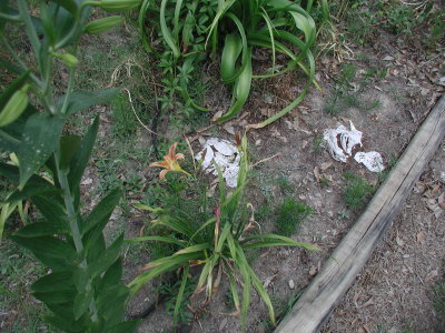 flowers 6-2007 010.JPG