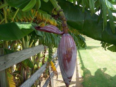 Jan's bananas 003.JPG