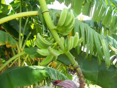 Jan's bananas 004.JPG