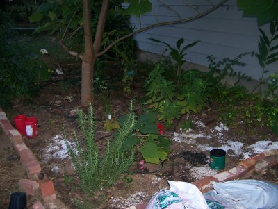 october 2007 plants 003.JPG
