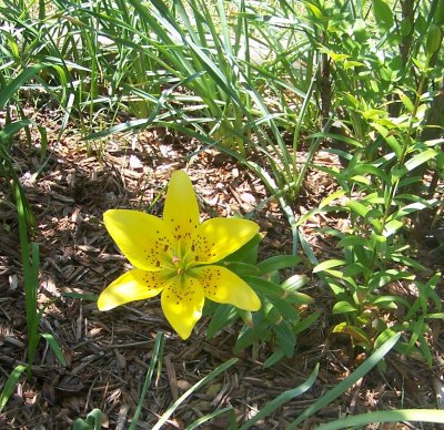 yellow lily.JPG