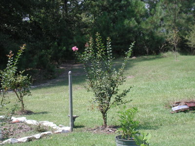 crepe myrtle.jpg