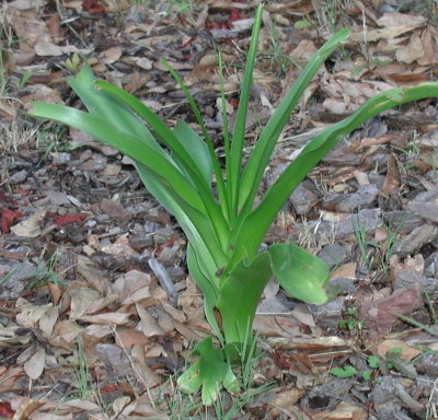 Crinum lily leaves.jpg