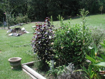 little gardenia in bloom 9-7-03.JPG