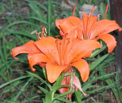 orange lily spring 03.jpg