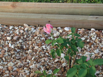 pink Vday rose.jpg