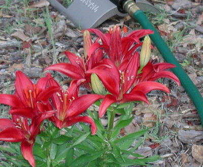 red lilies.jpg