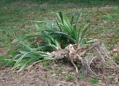 variegated yucca.jpg
