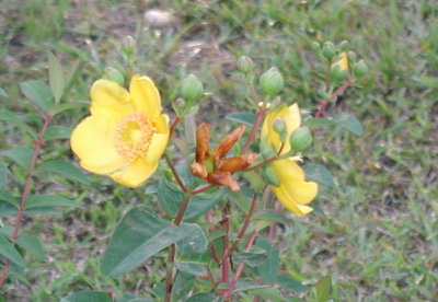 st. john's wort in bloom spring 03.jpg