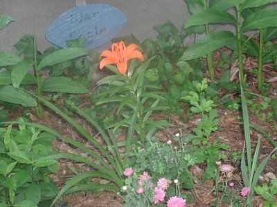 orange lily 5-21-04.jpg