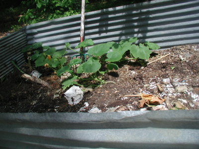 Compost bin gourds.jpg