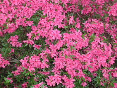 hot pink azalea 2.jpg