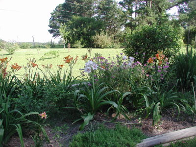 crinum blooms.jpg