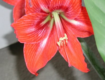 big red amaryllis.jpg