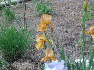dark yellow iris.jpg