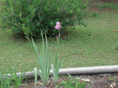 lavender colored iris.jpg