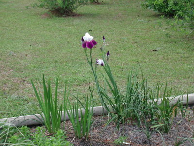 white w purple iris 2.jpg