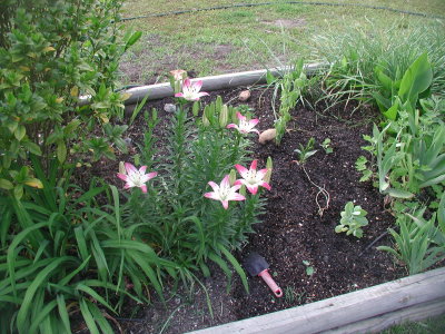 Lollypop lilies.jpg