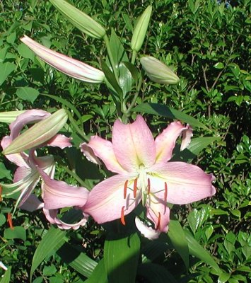 other pink bloom lily.jpg