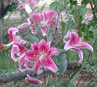 stargazer blooms.jpg