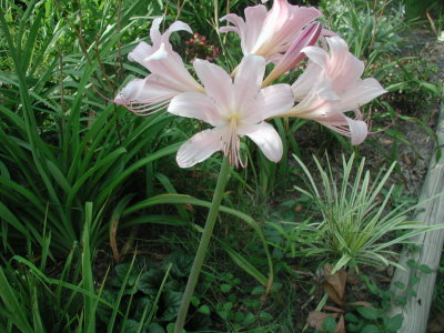 surpise lily 1.jpg