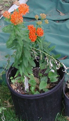 butterfly weed.jpg