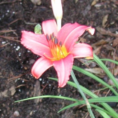 pinkish daylily from Gran.jpg