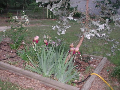 April May Flowers 2007 004.JPG