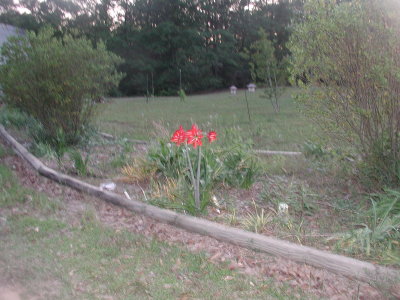 April May Flowers 2007 006.JPG