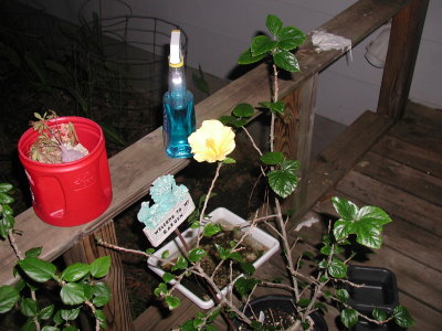 April May Flowers 2007 012.JPG