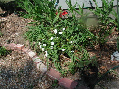 jack yard flowerbed 2007 003.JPG