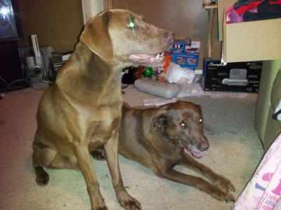 Dogs new home 2012 to 2013