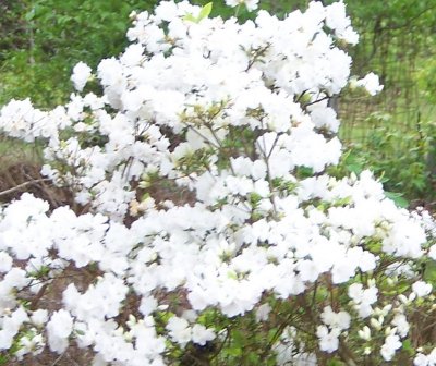 april flowers 4-13-09 011.JPG