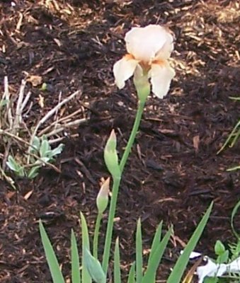 peach iris bloom.jpg