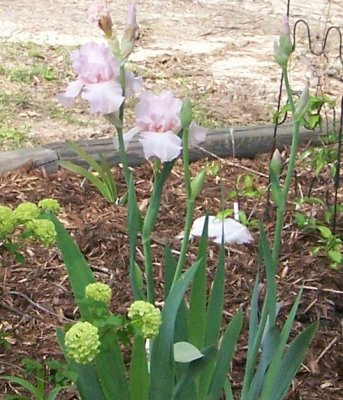 pink iris blooms april 2009.JPG