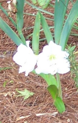 solid white amaryllis.jpg