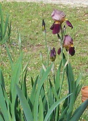two tone purple iris.JPG