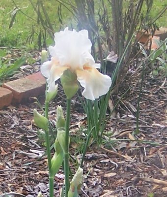 white iris w yellow orange beard 002.JPG