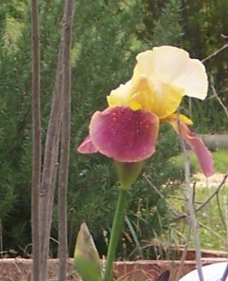 yellow & red iris.jpg