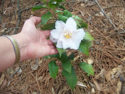 white camellia blooms 3-2-08.jpg.JPG