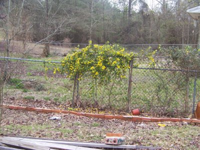 yard spring 2008 004.JPG