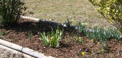 3-2-08 yardwork 015.JPG