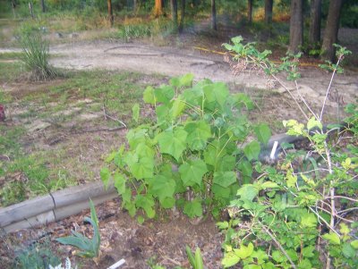 confed rose coming up.JPG