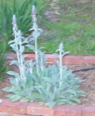 lamb's ear blooms.JPG