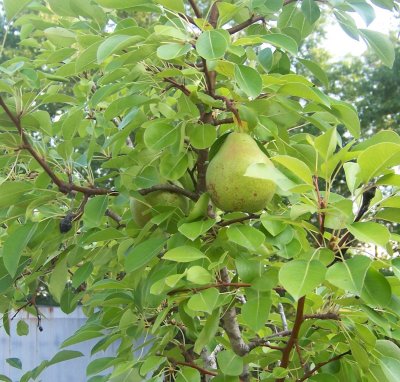 Pears on my tree from Margaret & Freddie.JPG