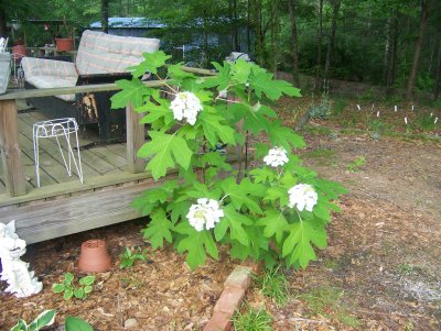 2008 plants