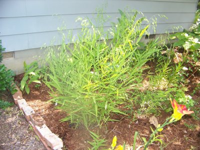 red yelow DL with gingers and northern sea oat.jpg.JPG