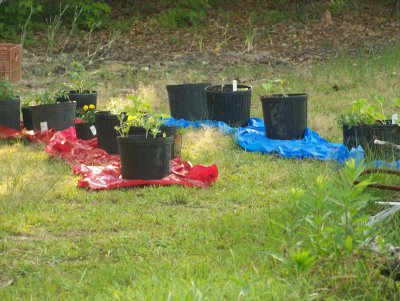 container veggies.JPG